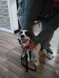 Lost Male Dog last seen Craig Ranch area, North Las Vegas, NV 89031