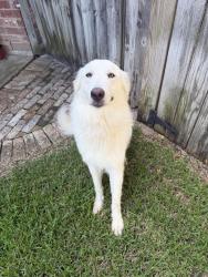 Found/Stray Male Dog last seen Aldine Westfield, Spring, TX 77373