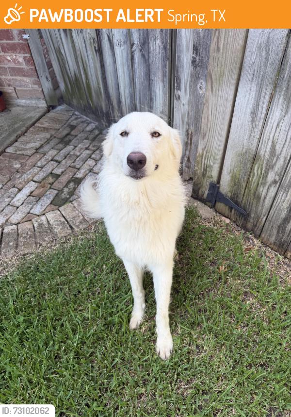 Found/Stray Male Dog last seen Aldine Westfield, Spring, TX 77373