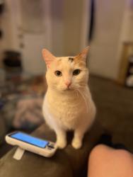 Lost Female Cat last seen North Martin Luther king Lansing mi, Lansing, MI 48933