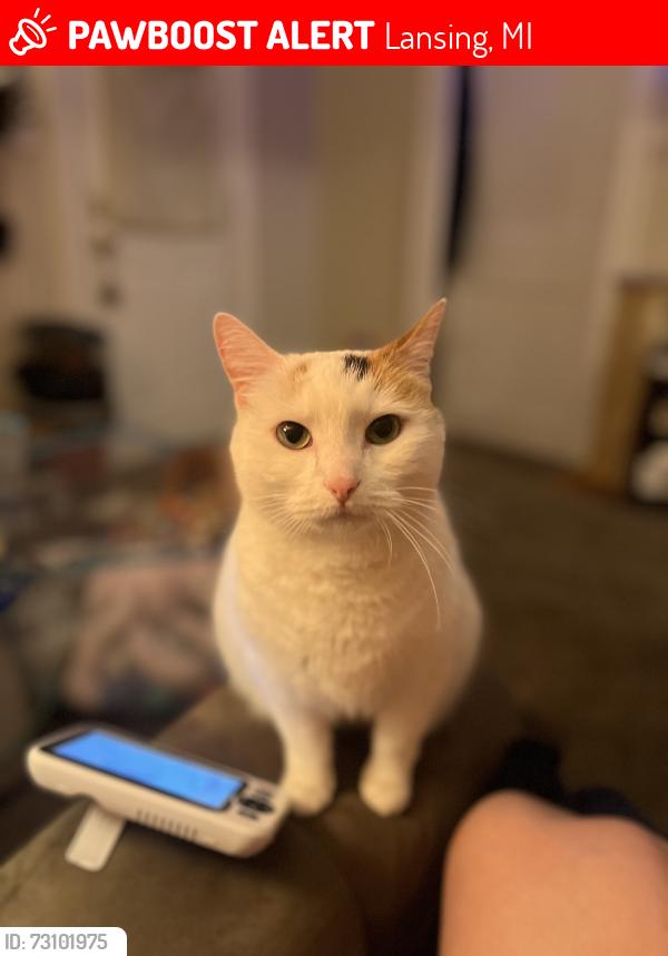 Lost Female Cat last seen North Martin Luther king Lansing mi, Lansing, MI 48933