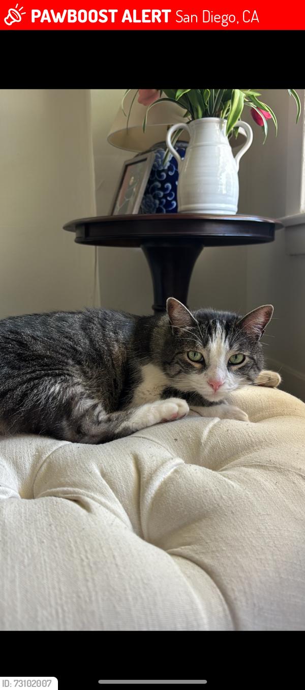Lost Male Cat last seen Georgia street near Sprouts in Hillcrest, San Diego, CA 92103