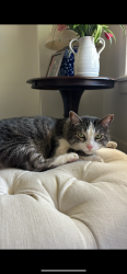 Lost Male Cat last seen Georgia street near Sprouts in Hillcrest, San Diego, CA 92103