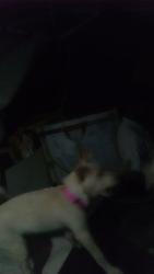 Lost Female Dog last seen Columbia avenue, Riverside, CA 92507