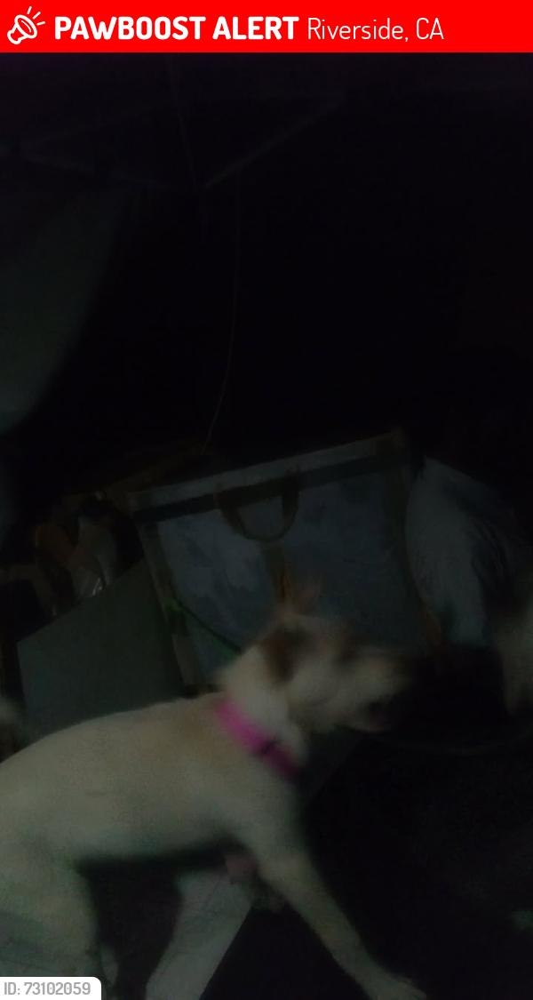 Lost Female Dog last seen Columbia avenue, Riverside, CA 92507