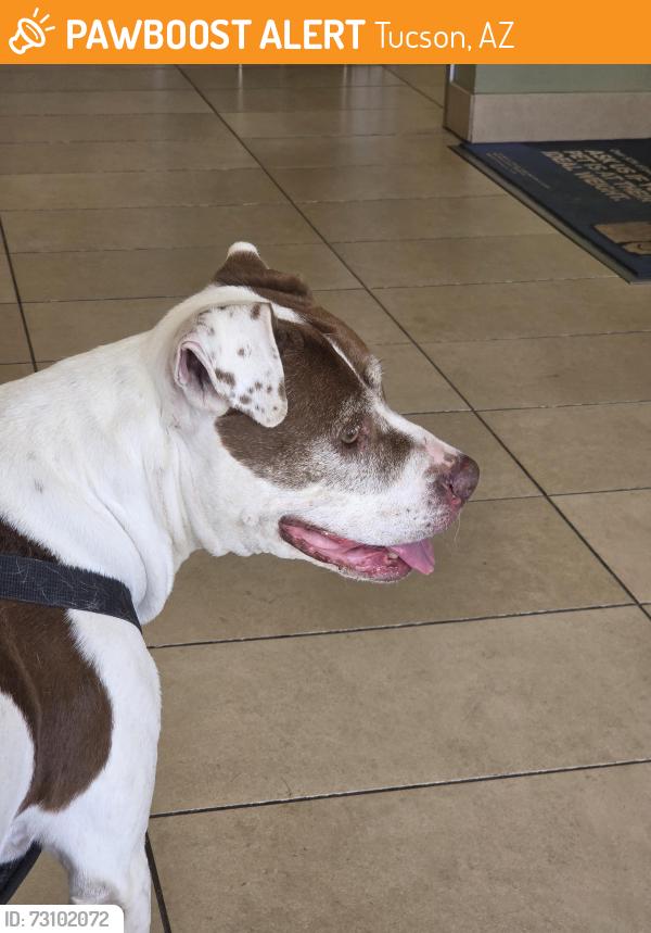 Found/Stray Female Dog last seen Mountain Ave and Fort lowell, Tucson, AZ 85719