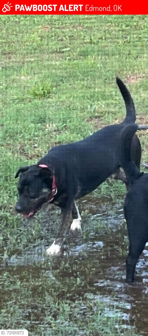 Lost Male Dog last seen Waterloo Rd and Douglas, Edmond, OK 73034