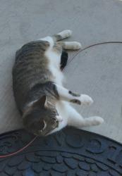 Lost Male Cat last seen Newcastle Rd., East of the intersection of 700S and Newcastle Rd., Lafayette, IN 47905
