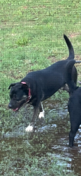 Lost Male Dog last seen Waterloo Rd and Douglas, Edmond, OK 73034