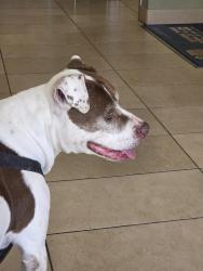 Found/Stray Female Dog last seen Mountain Ave and Fort lowell, Tucson, AZ 85719