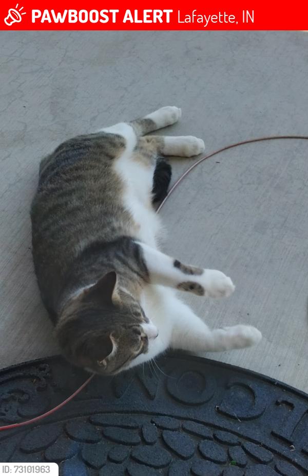 Lost Male Cat last seen Newcastle Rd., East of the intersection of 700S and Newcastle Rd., Lafayette, IN 47905