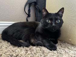 Reunited Female Cat last seen Rural and Elliot, Tempe, AZ 85283