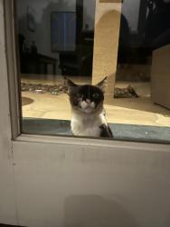 Found/Stray Female Cat last seen San Jacinto Dr and 87th, Scottsdale, AZ 85258