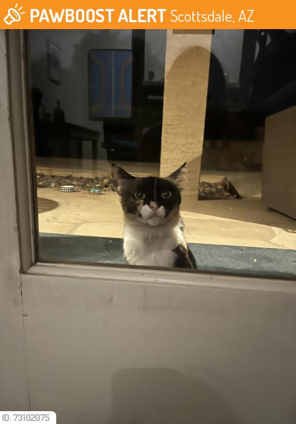 Found/Stray Female Cat last seen San Jacinto Dr and 87th, Scottsdale, AZ 85258
