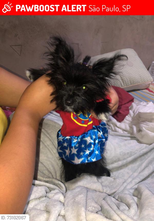 Lost Female Dog last seen Rua cônego Antonio mando número 25 ela foi em direção ao lado direito indo para o tobogã gastronômico, São Paulo, SP 