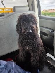 Lost Female Dog last seen Cherry and foothill, Fontana, CA 92335
