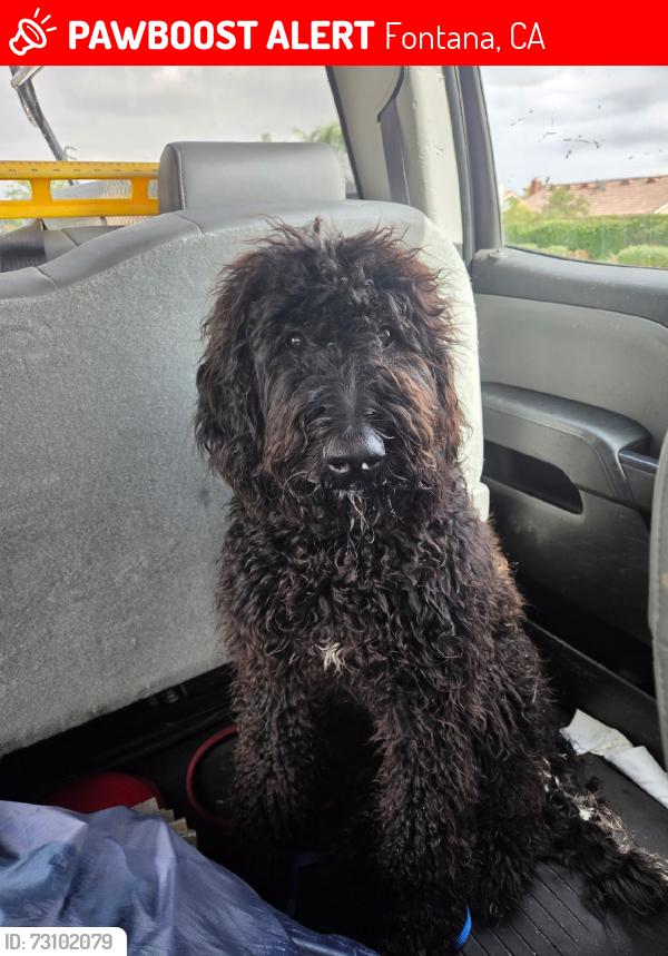 Lost Female Dog last seen Cherry and foothill, Fontana, CA 92335
