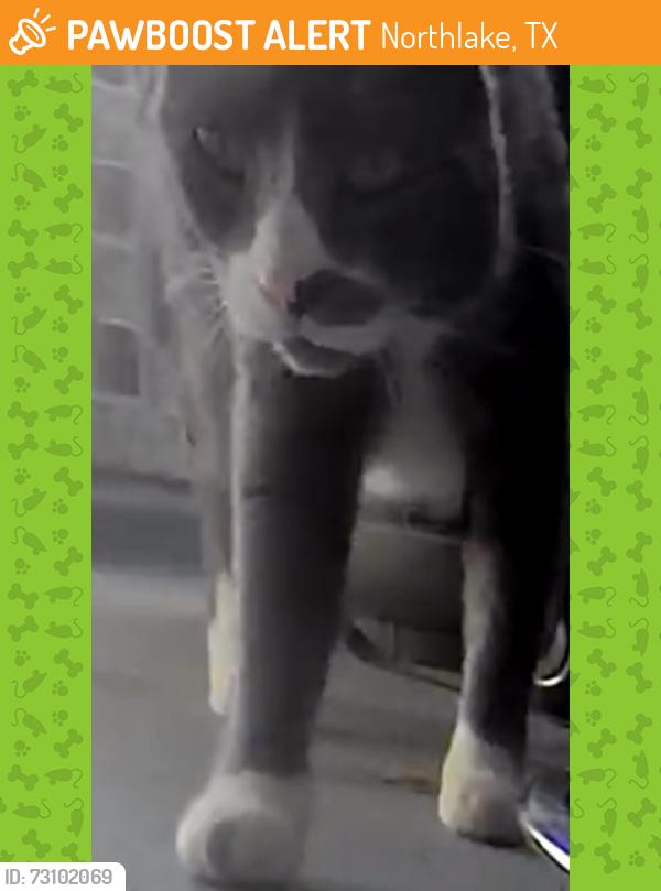 Found/Stray Unknown Cat last seen Cleveland Gibbs, Northlake, TX 76247