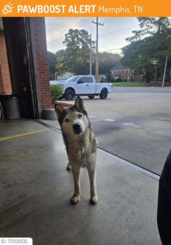 Found/Stray Male Dog last seen Ridgeway and Quince, Memphis, TN 38115