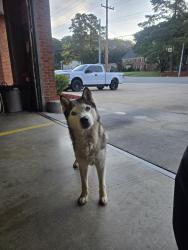 Found/Stray Male Dog last seen Ridgeway and Quince, Memphis, TN 38115
