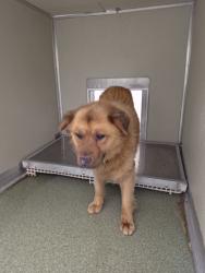 Shelter Stray Male Dog last seen Firethorne Ln, North Chesterfield, VA, 23237, 9300 Public Works Rd, Chesterfield, VA 23832, USA