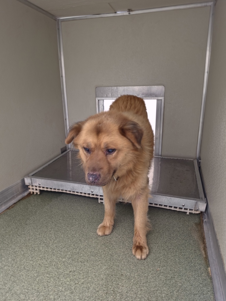 Shelter Stray Male Dog last seen Firethorne Ln, North Chesterfield, VA, 23237, 9300 Public Works Rd, Chesterfield, VA 23832, USA