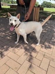 Shelter Stray Unknown Dog last seen Near Kellam Road, DEL VALLE, TX, 78617, 7201 Levander Loop bldg a, Austin, TX 78702, USA