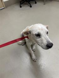 Shelter Stray Female Dog last seen Forest Cove, AUSTIN, TX, 78734, 7201 Levander Loop bldg a, Austin, TX 78702, USA