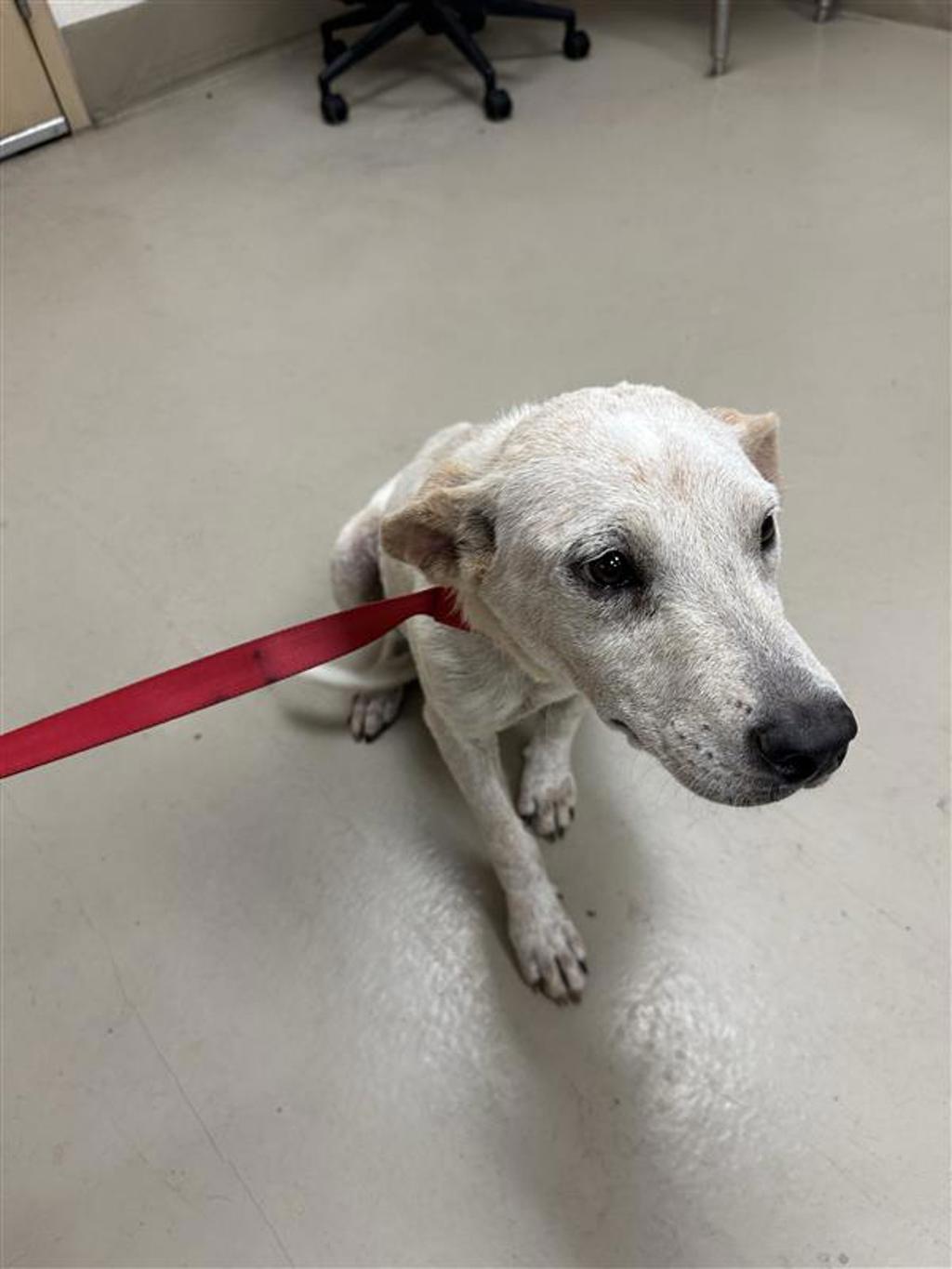 Shelter Stray Female Dog last seen Forest Cove, AUSTIN, TX, 78734, 7201 Levander Loop bldg a, Austin, TX 78702, USA