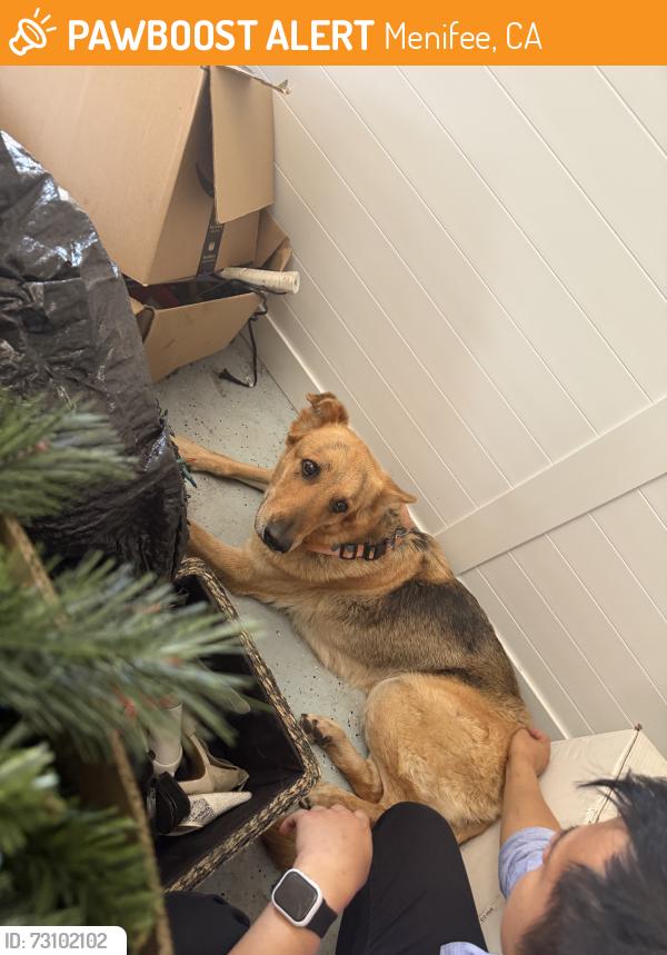 Found/Stray Unknown Dog last seen Menifee rd, Menifee, CA 92584