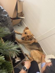 Found/Stray Unknown Dog last seen Menifee rd, Menifee, CA 92584