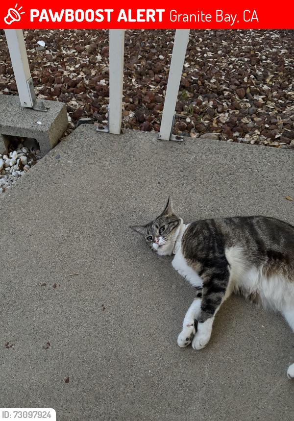 Lost Female Cat last seen Auburn Folsom cross street Douglas blvd, Granite Bay, CA 95746