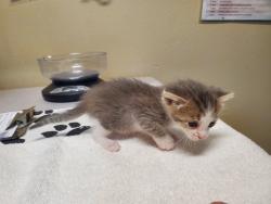 Shelter Stray Female Cat last seen Warner Street, Oceanside, CA, 92056, 5500 Gaines St, San Diego, CA 92110, USA