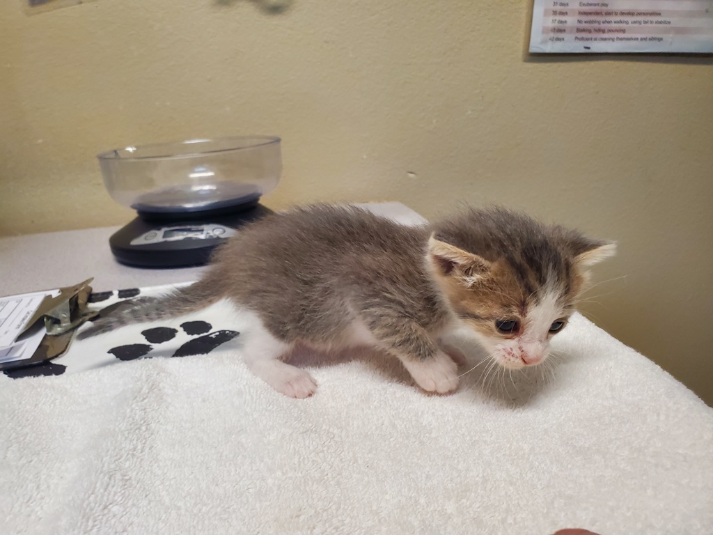 Shelter Stray Female Cat last seen Warner Street, Oceanside, CA, 92056, 5500 Gaines St, San Diego, CA 92110, USA