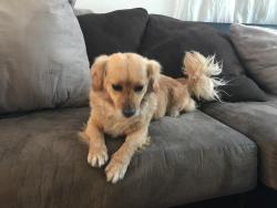 Lost Male Dog last seen Near w 61st, Los Angeles, CA 90003