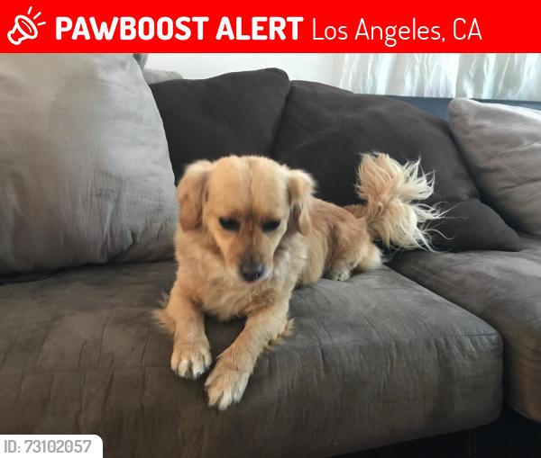 Lost Male Dog last seen Near w 61st, Los Angeles, CA 90003