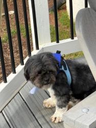 Lost Male Dog last seen Lansing Drive & Ferguson dr., Charlotte, NC, Charlotte, NC 28270