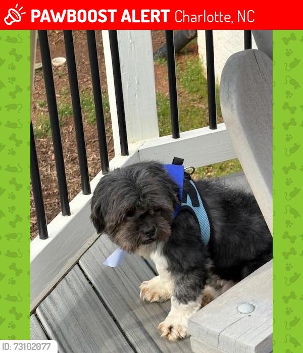 Lost Male Dog last seen Lansing Drive & Ferguson dr., Charlotte, NC, Charlotte, NC 28270