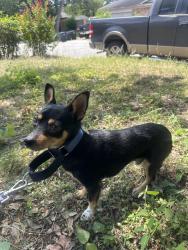 Found/Stray Male Dog last seen Meadowbrook and Mims St, Fort Worth, TX 76112