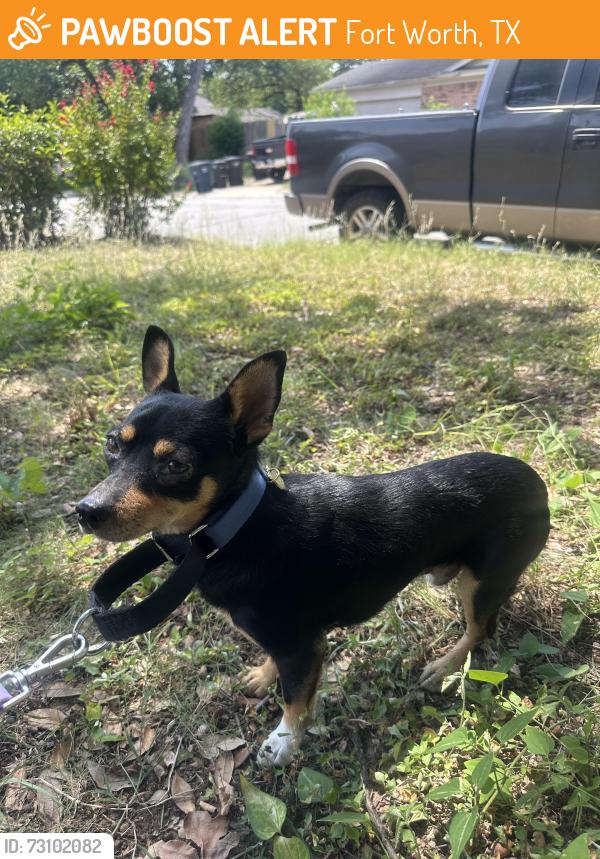 Found/Stray Male Dog last seen Meadowbrook and Mims St, Fort Worth, TX 76112