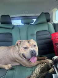 Found/Stray Male Dog last seen Eagle Pointe apmts, Powell, TN 37849