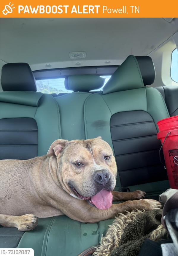 Found/Stray Male Dog last seen Eagle Pointe apmts, Powell, TN 37849