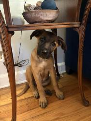 Found/Stray Female Dog last seen Cleveland and Jefferson, Memphis, TN 38104