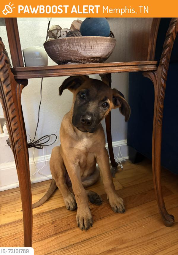 Found/Stray Female Dog last seen Cleveland and Jefferson, Memphis, TN 38104