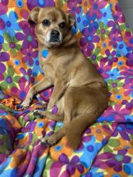 Reunited Female Dog last seen Kellogg Park, Maplewood, MO 63143