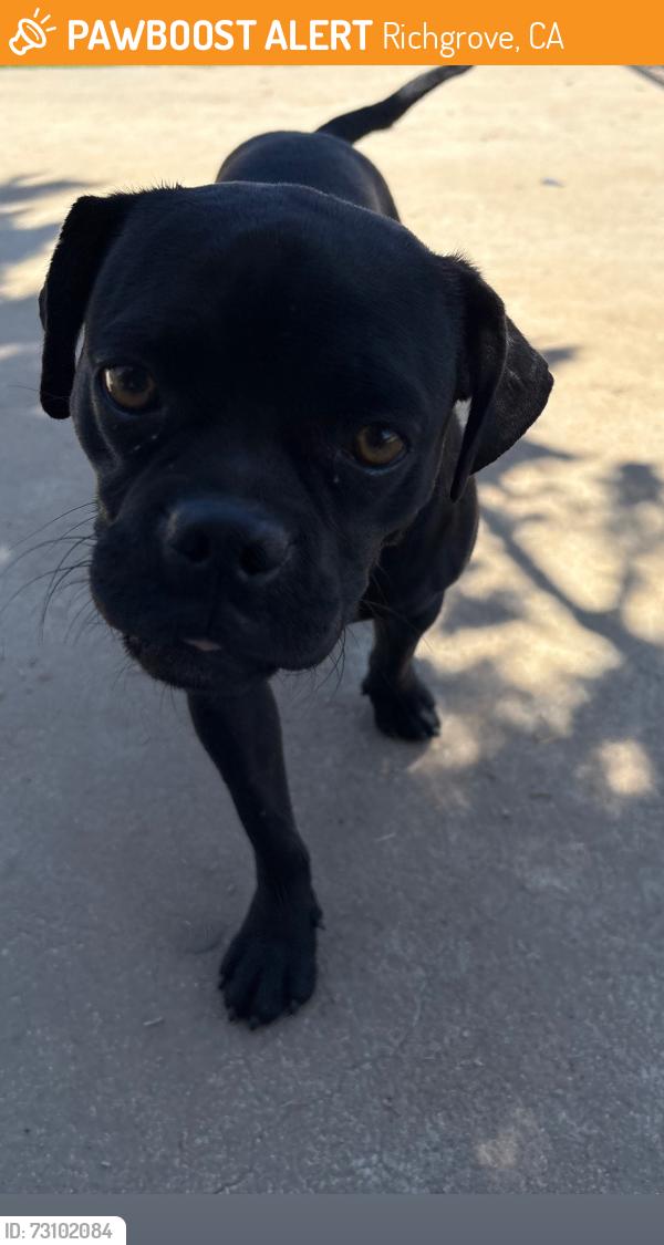 Found/Stray Female Dog last seen Near Grove Dr, Richgrove, CA 93261