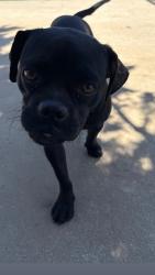 Found/Stray Female Dog last seen Near Grove Dr, Richgrove, CA 93261