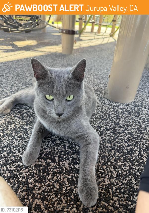 Found/Stray Unknown Cat last seen Vanburen and limonite, Jurupa Valley, CA 92509