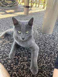 Found/Stray Unknown Cat last seen Vanburen and limonite, Jurupa Valley, CA 92509