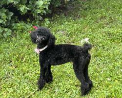 Lost Female Dog last seen Capri, Orlando, FL 32832